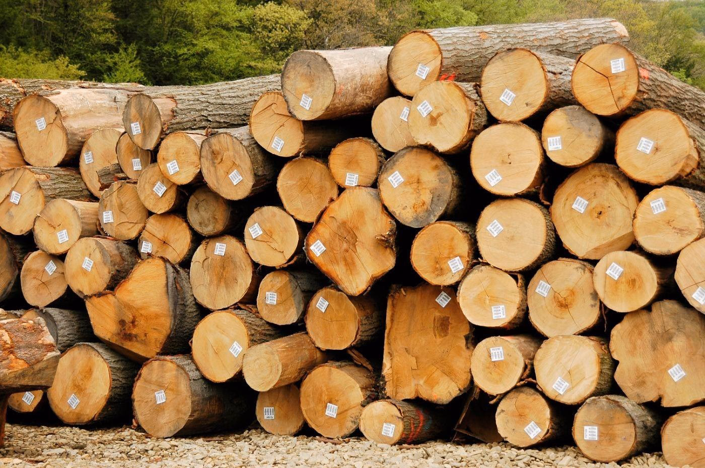 What's new in timberborn - timberborn Update 2?