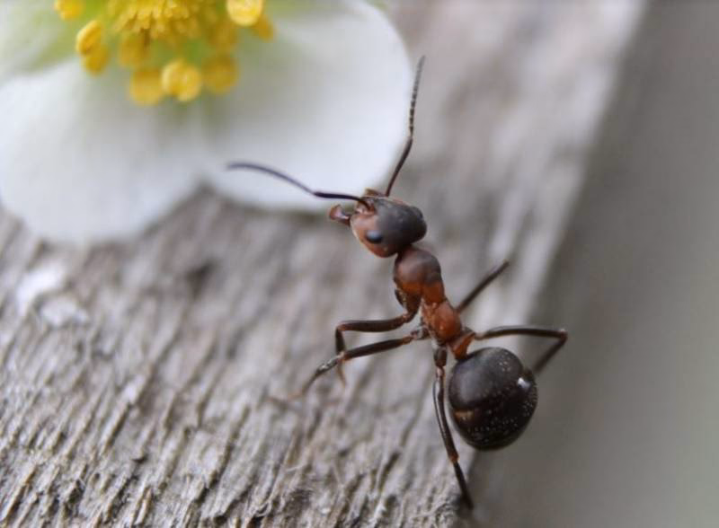 What is the smallest ant species in the world?