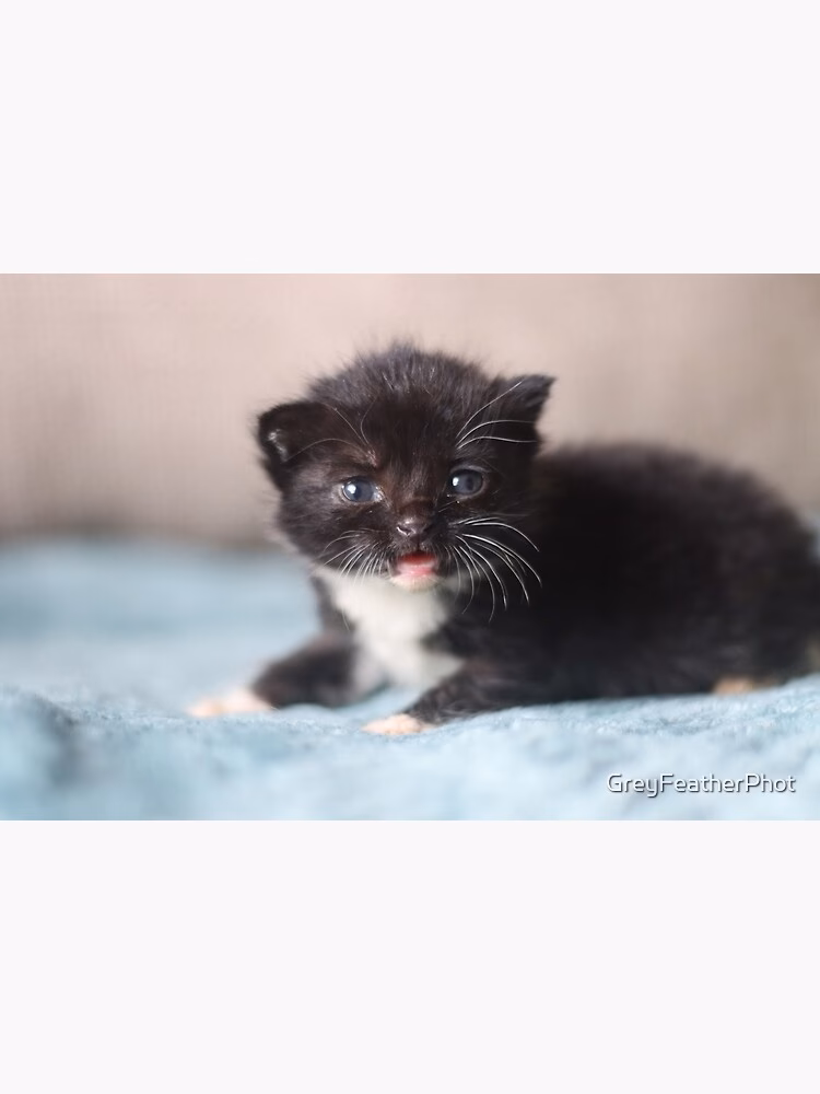 What is tiny meows (deadly)?
