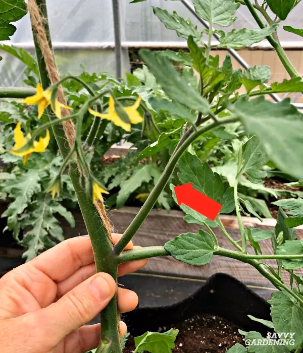 How to identify tomato suckers?