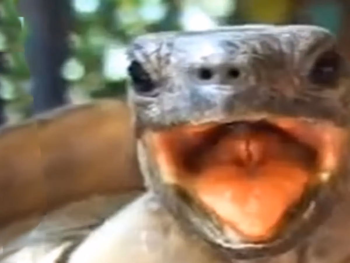 ¿Cuándo nació la tortuga gigante?