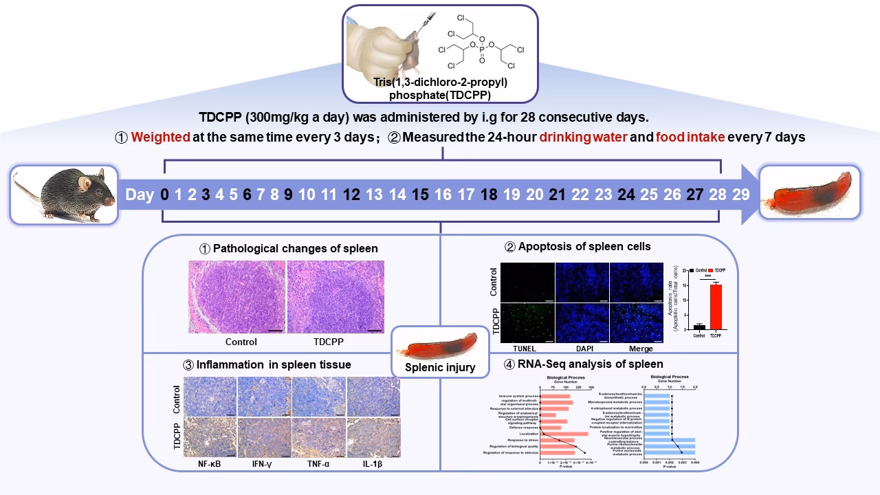 Do toxic drugs cause enlargement of the spleen?