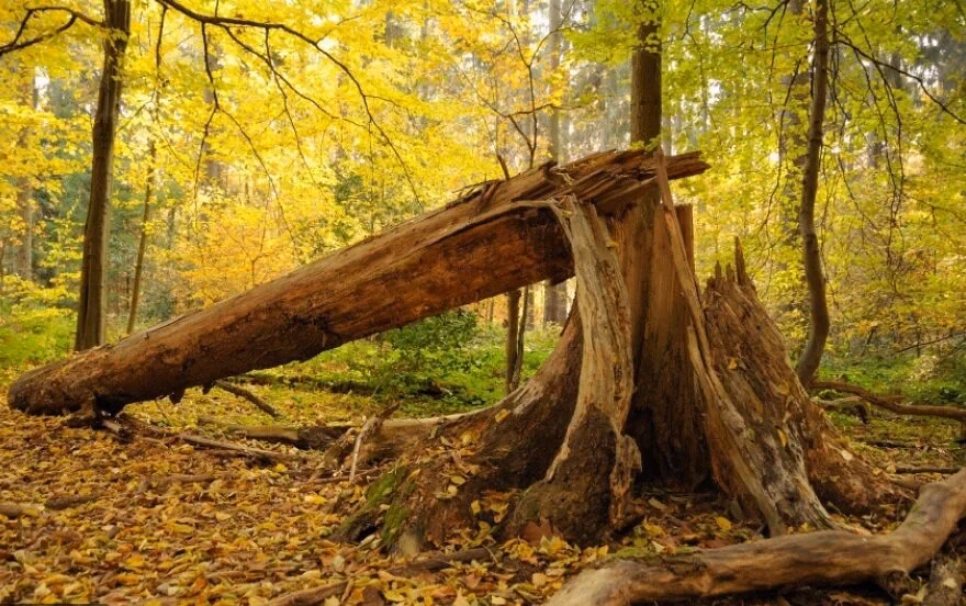 What does a fallen tree do in a forest?