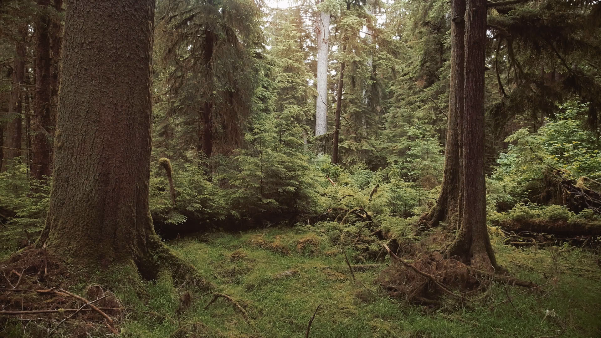 What are forest trees used for?