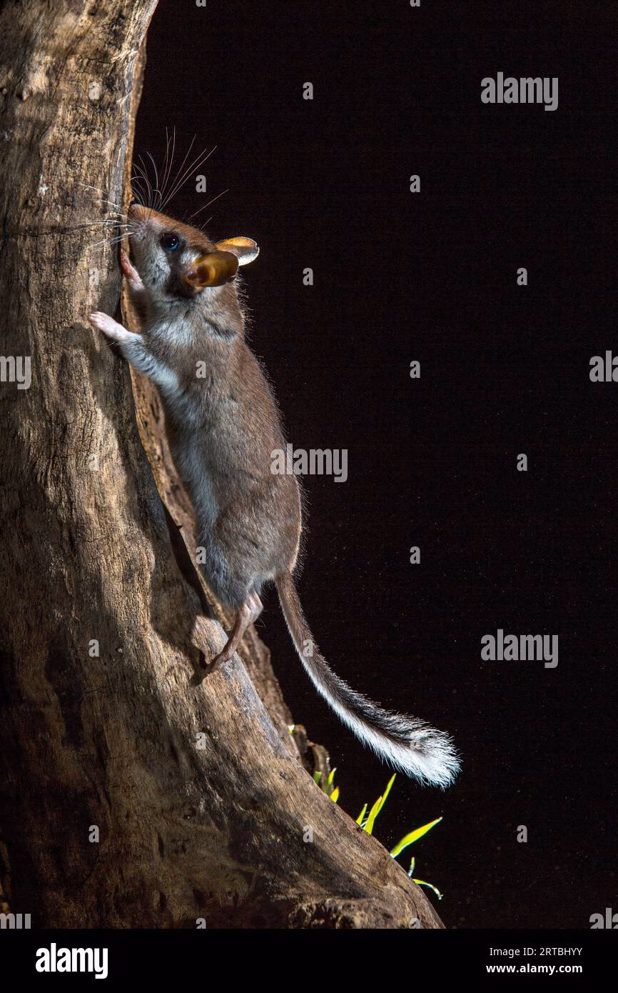 Is it normal for Spain to have rats in trees?