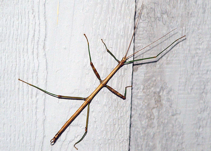 What are twig pruner beetles?
