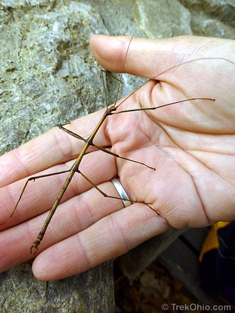 What are twig Pruner grubs?