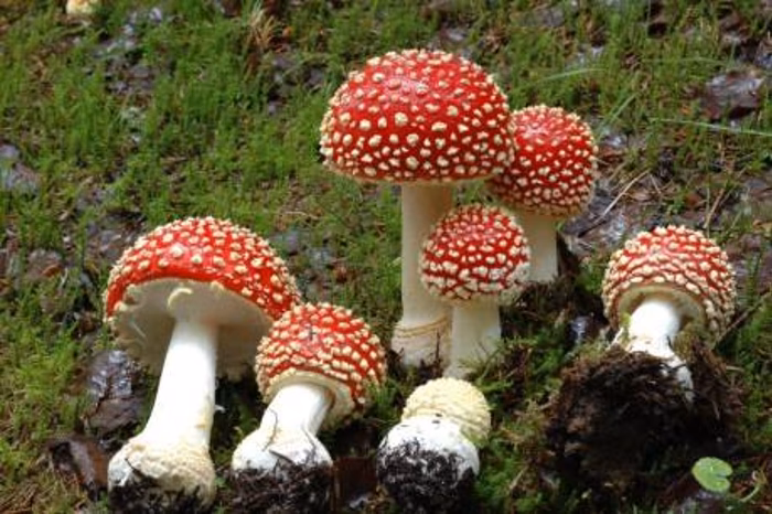 Are poisonous mushrooms poisonous?