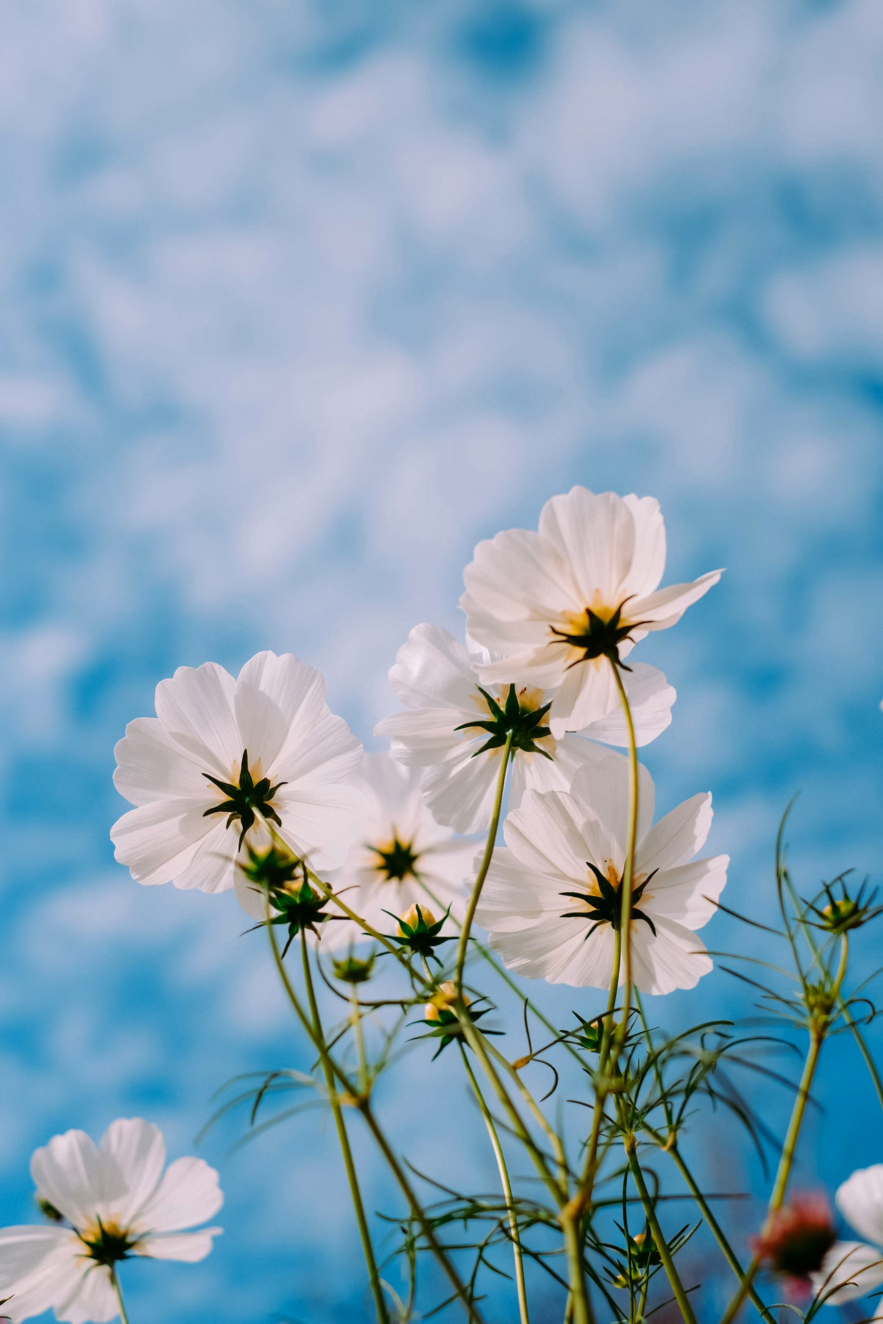How many high resolution flowers wallpapers are there?
