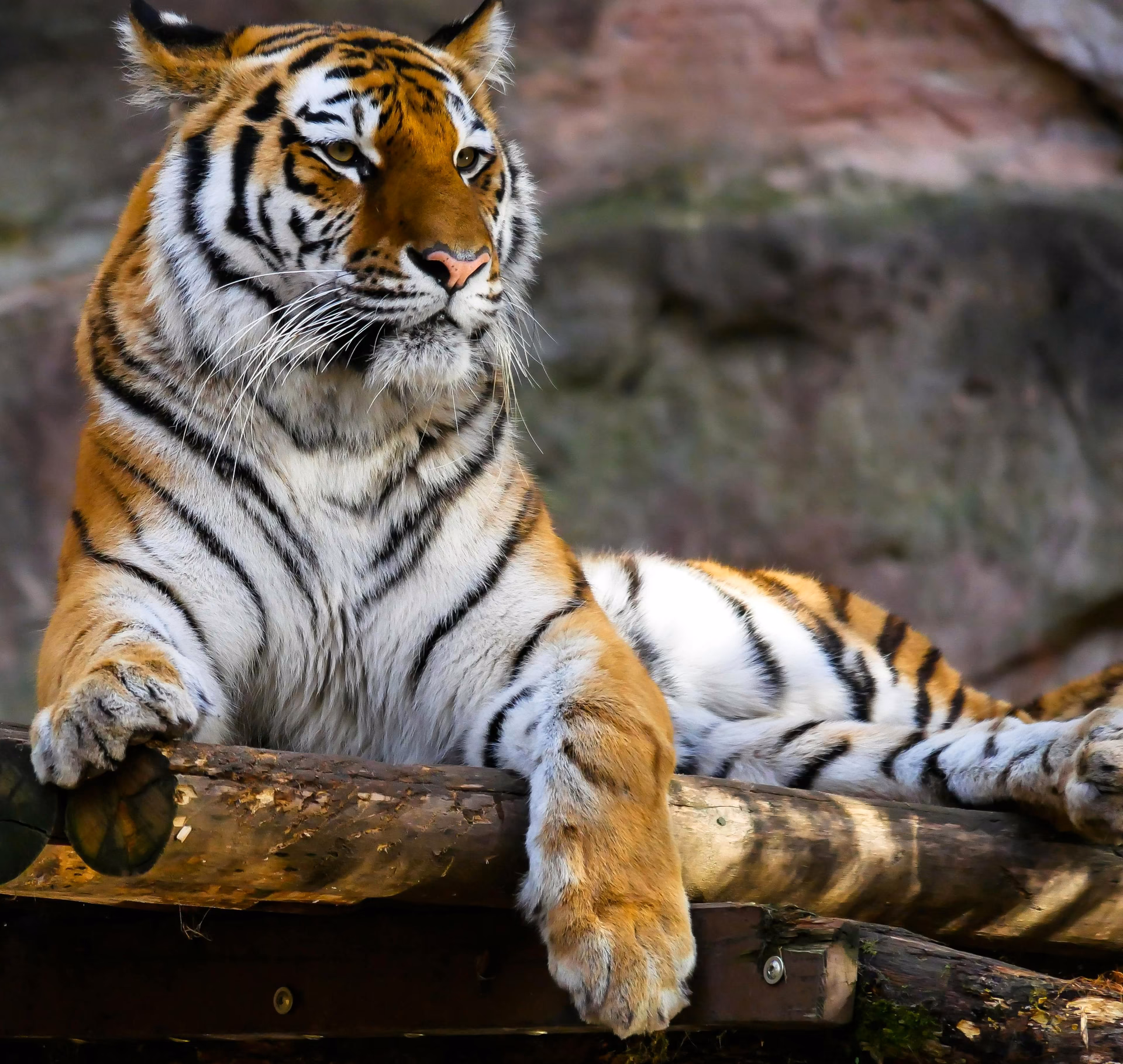 How many free 4K animal wallpapers & HD wallpapers are there?