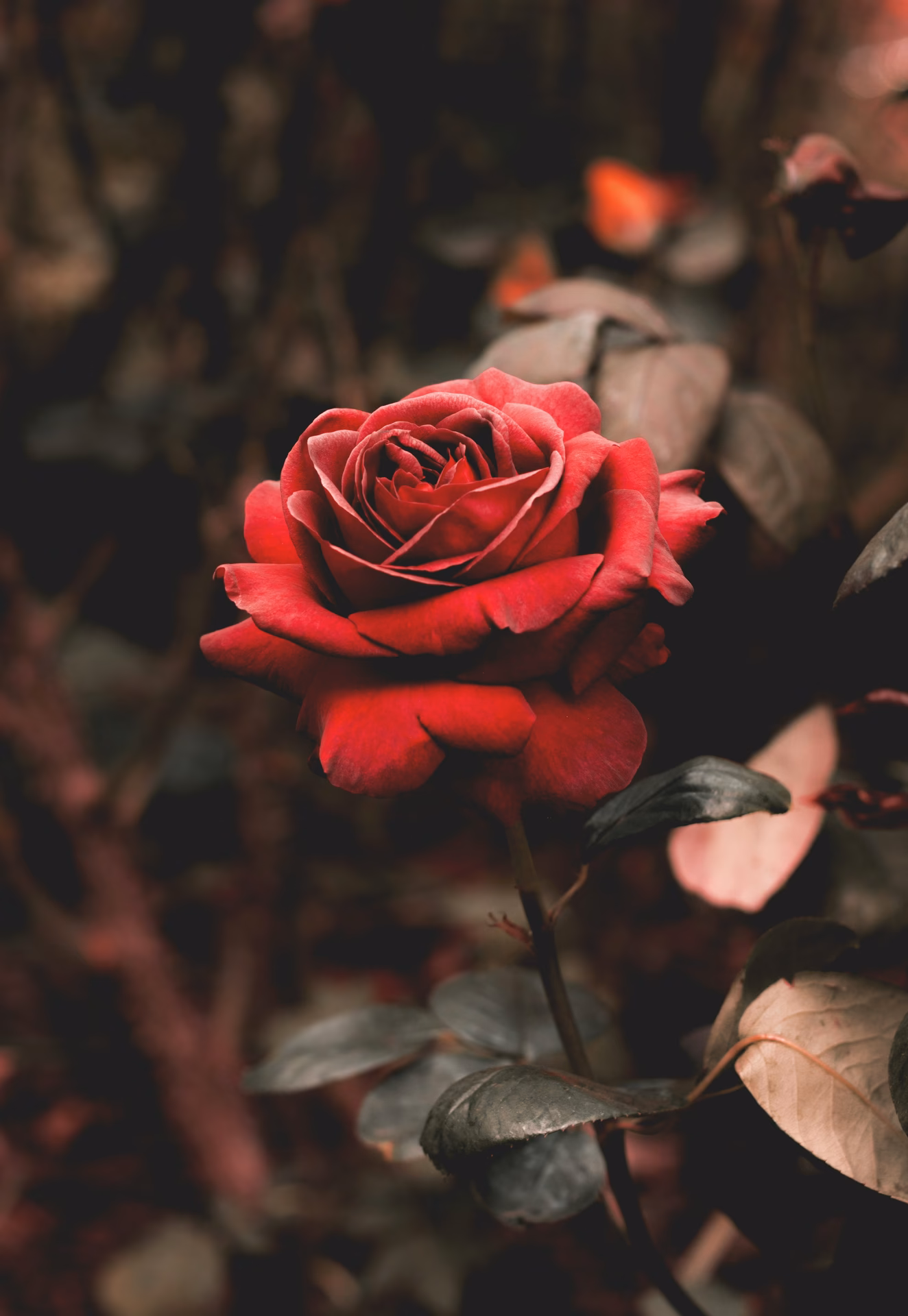 Is Rose wallpapers a reCAPTCHA-free site?