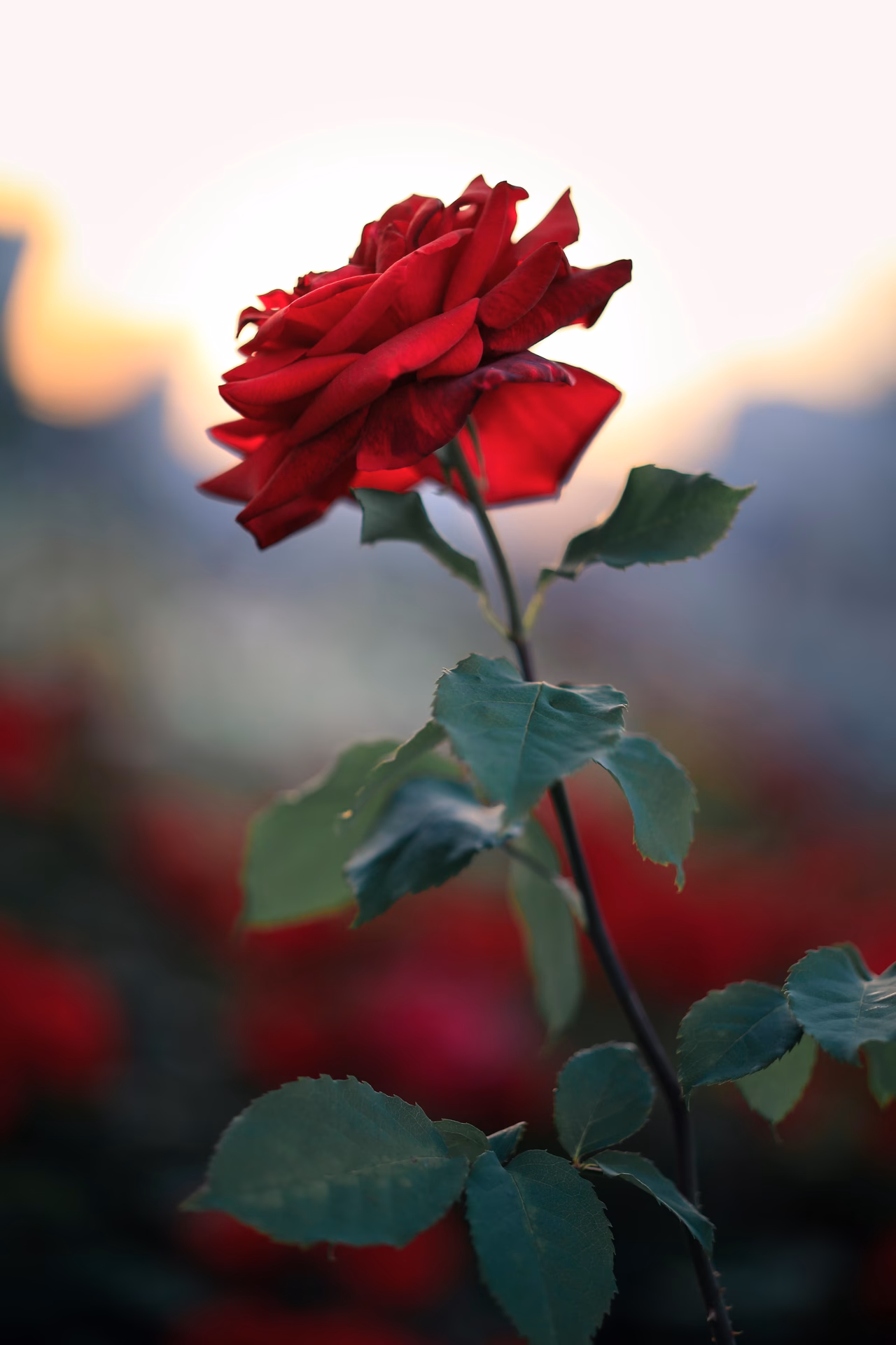 What is a 4K rose wallpaper?