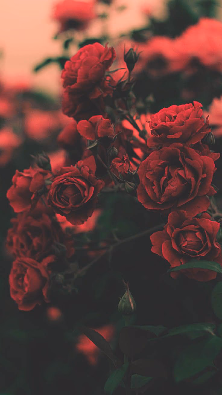How many rose wallpapers are there?