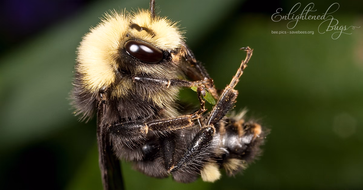 Is wefbee safe?