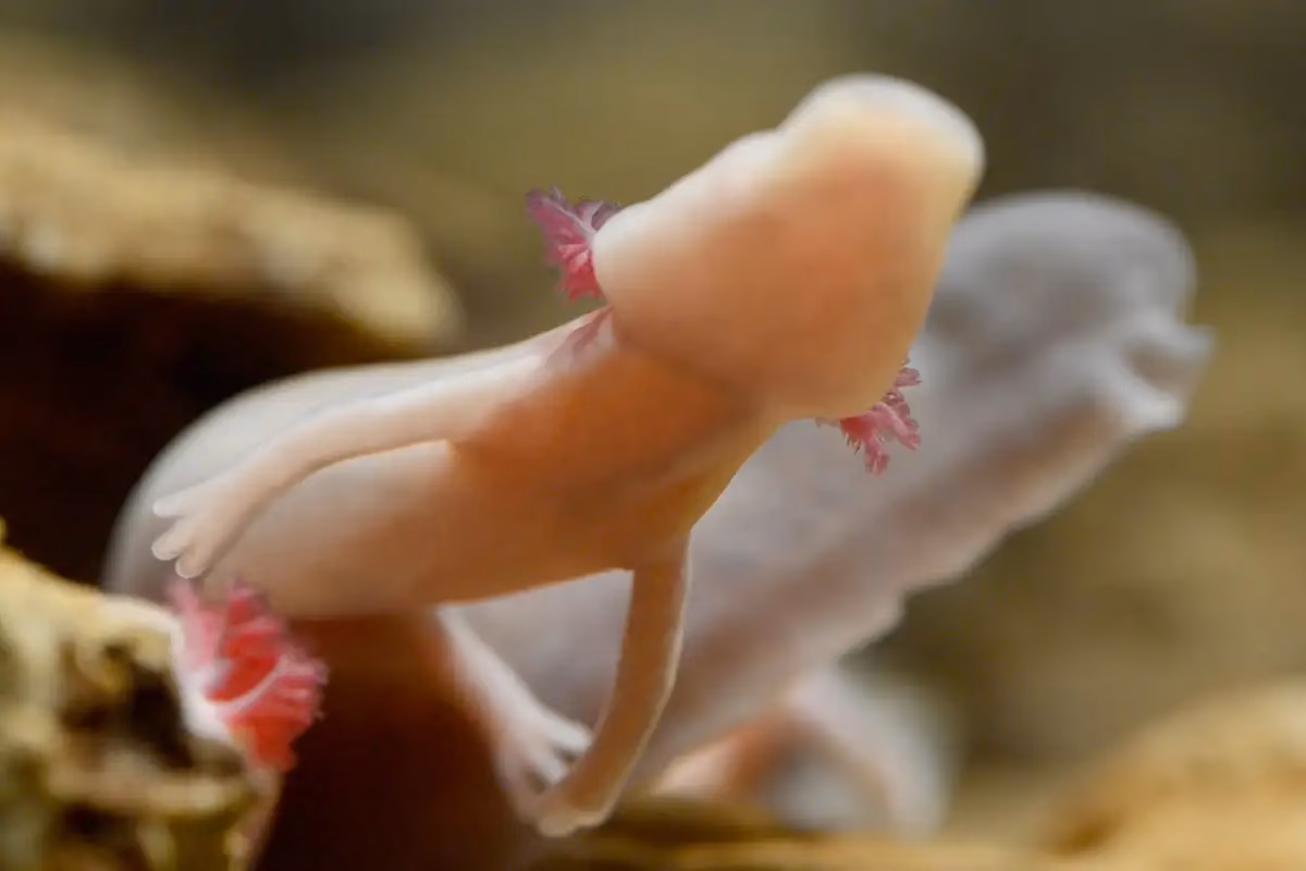 How often should you feed a baby bearded dragon?