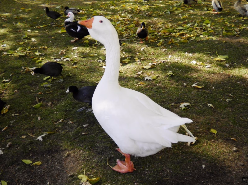 What is the plural of geese?