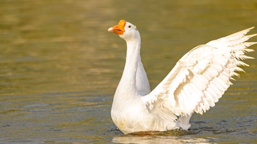 What does it mean if a bird is called a goose?