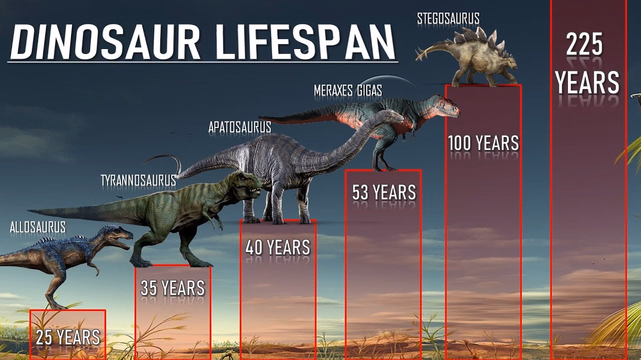 Which dinosaurs had the longest lifespan?