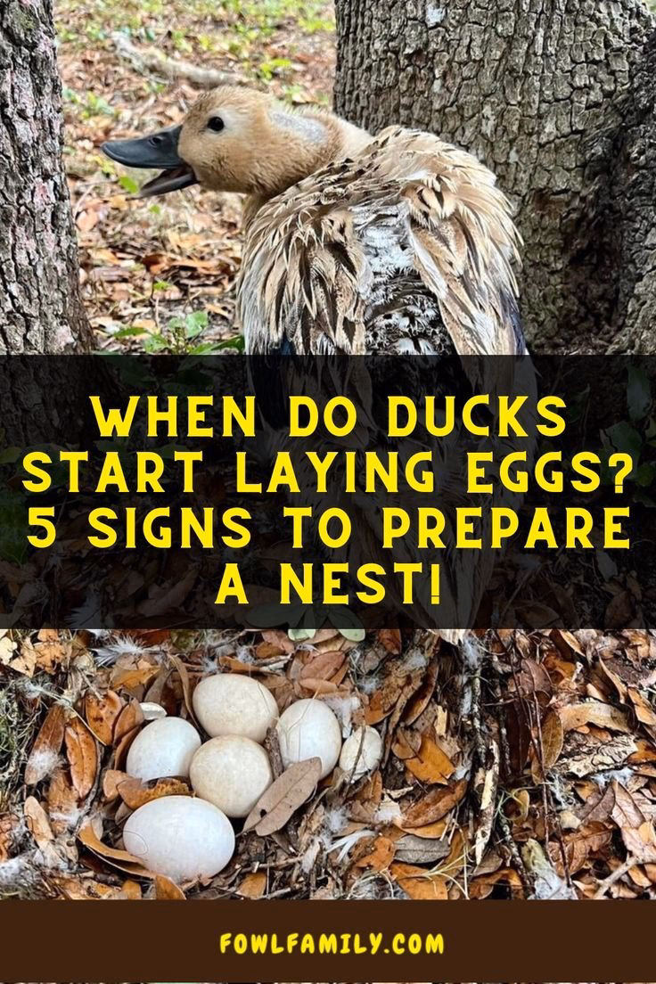 When do ducks lay eggs?