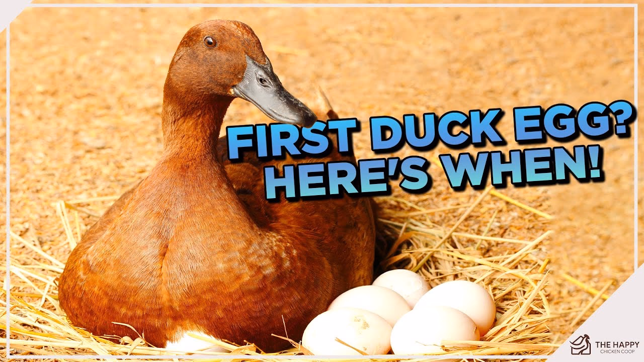 Why do ducks lay eggs in the spring?