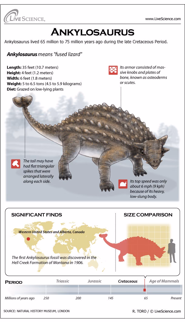 Where did Ankylosaurus live?
