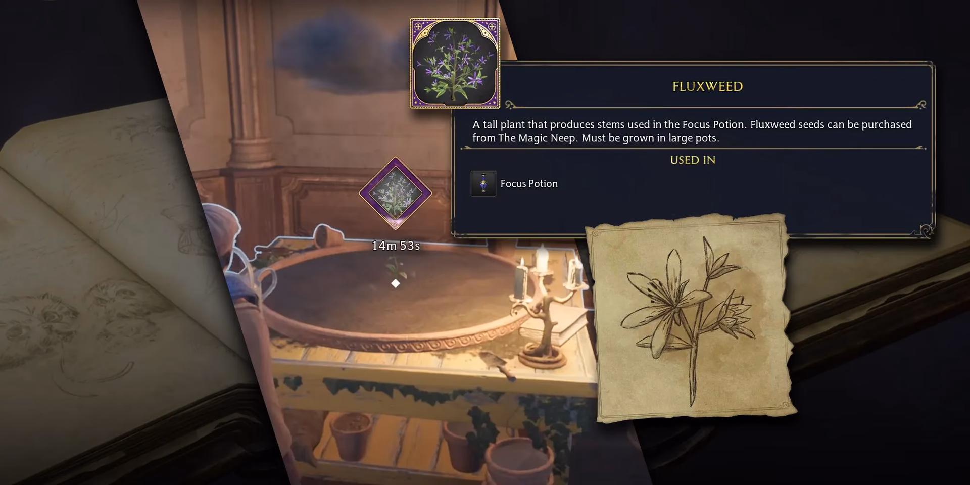 How do you grow fluxweed?