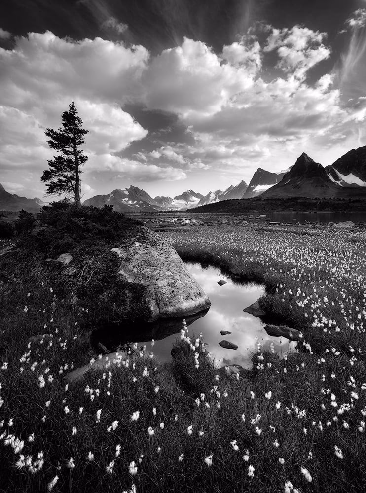 What is black & white?