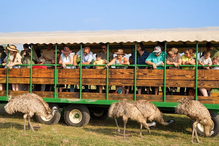 What animals are in the animal world?