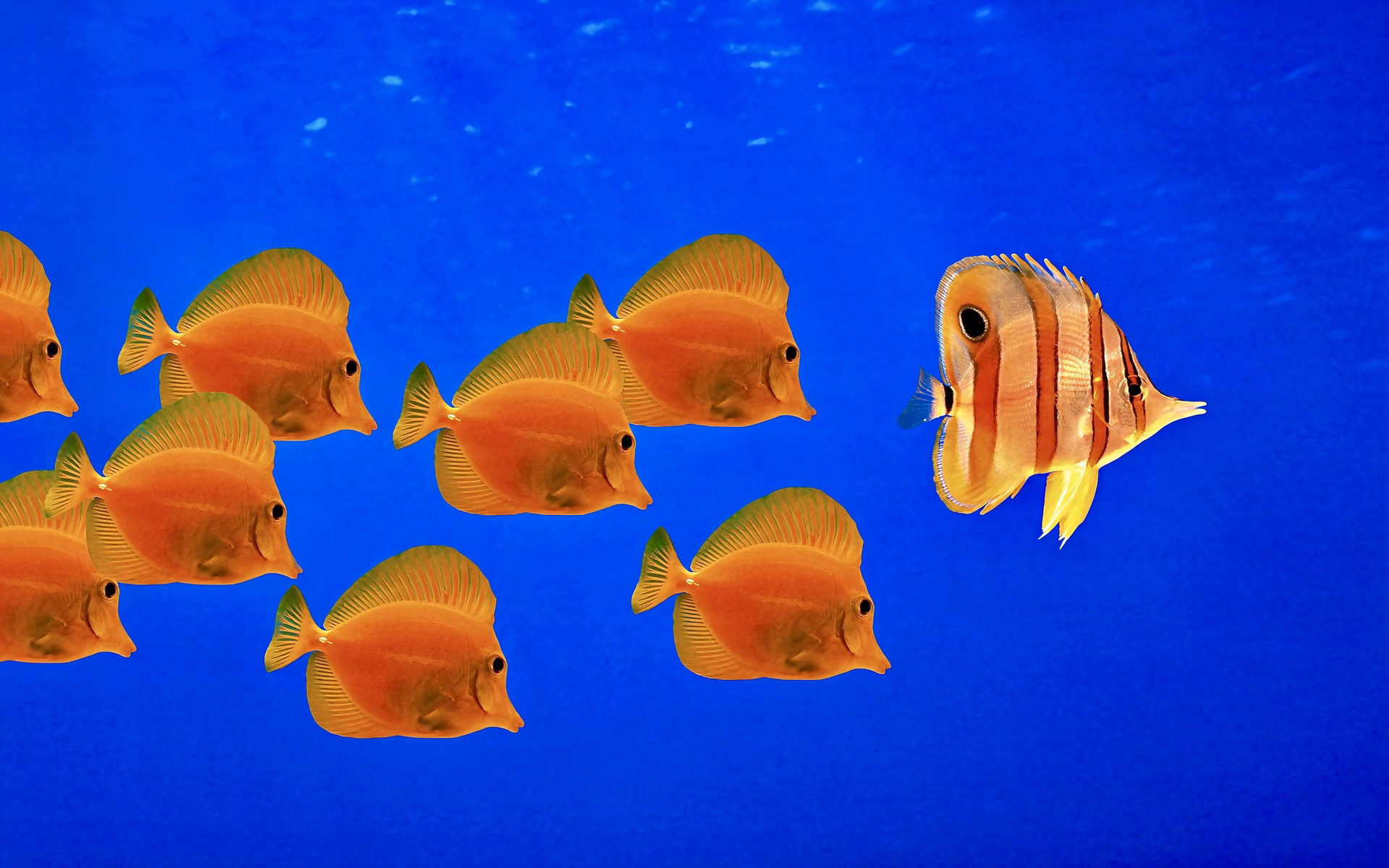 Does Windows XP have a butterfly fish?