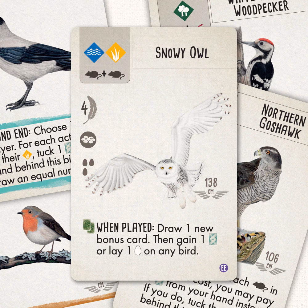 What is a bird's wingspan?