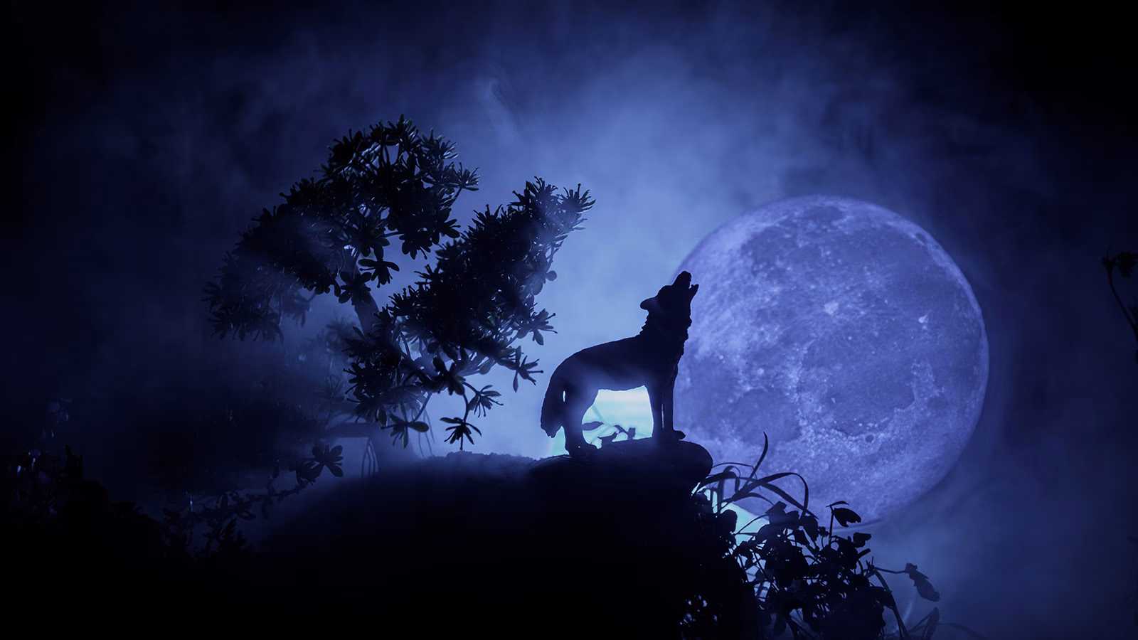 Do wolves howl at the Moon?