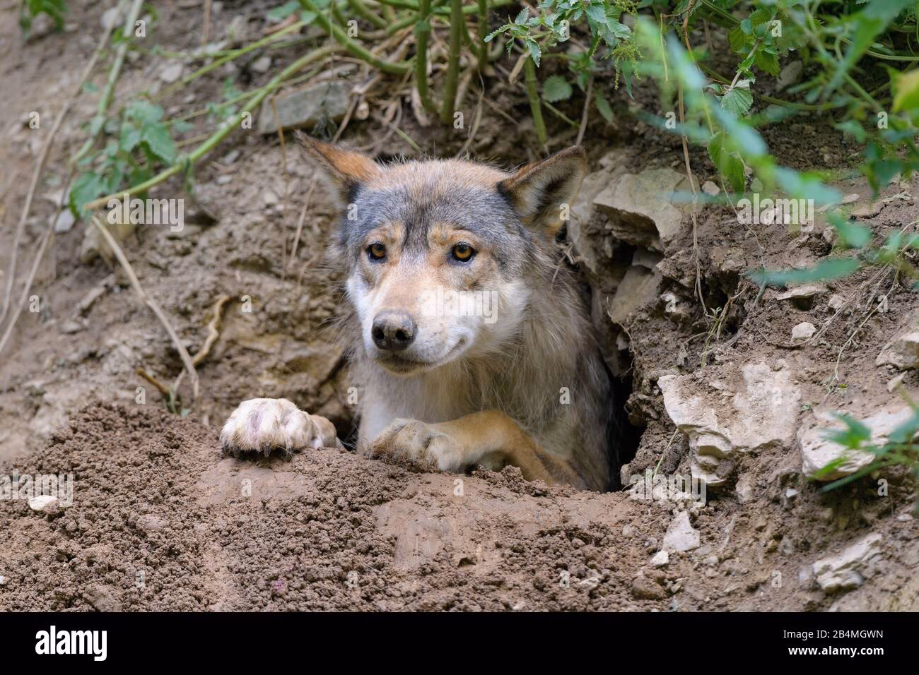 What are some basic facts about cave wolf?