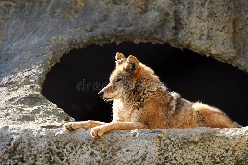 Where did wolves come from?