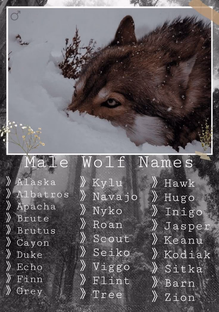 What are some funny Wolf names?