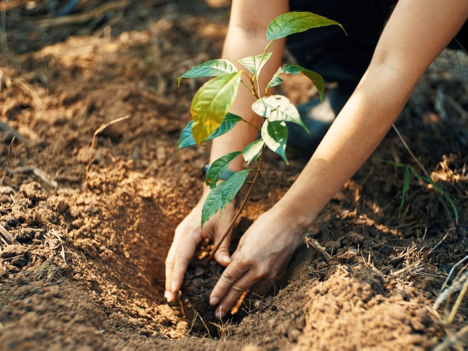 Should you plant a tree in an employee's name?