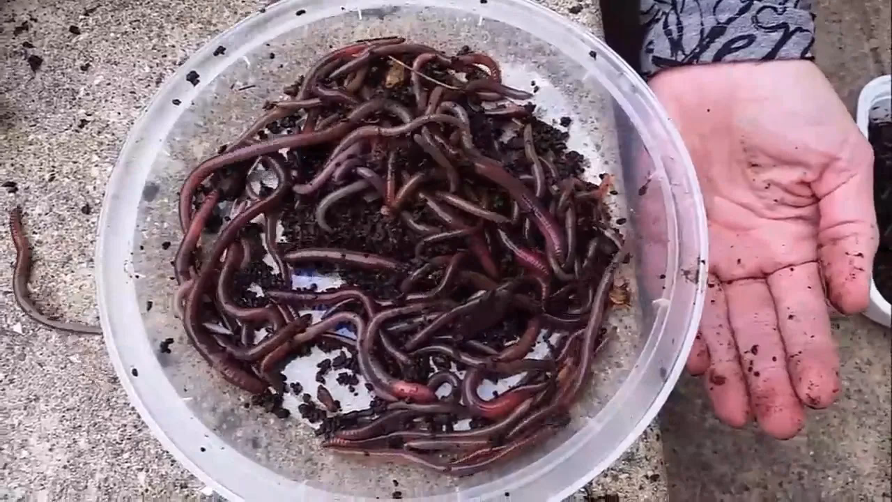 What is Alien Worms Invasion?