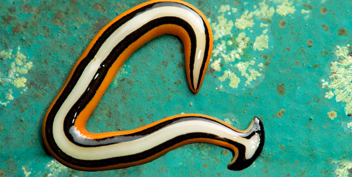 What is Alien Worms Invasion?